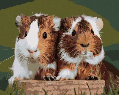 Produktbild von Zuty - Malen nach Zahlen - ZWEI LIEBEVOLLE MEERSCHWEINCHEN, 40x50 cm, mit Keilrahmen (bereits gespannt)