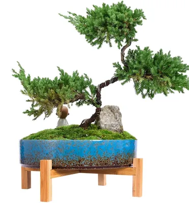 Produktbild von Elzusha - Keramiktopf für Bonsai mit Ablauf – 29 cm, blaue Glasur