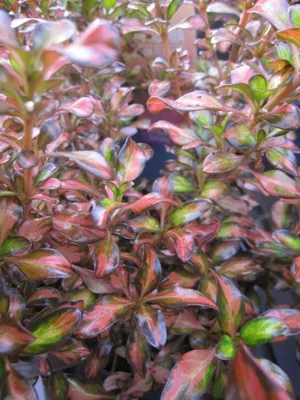 Produktbild von Coprosma Evening Glow - Spiegelbusch Evening Glow - 30-40cm