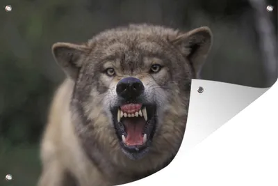 Produktbild von MuchoWow® 90x60 cm Outdoor-Poster Gartendeko Sichtschutz Garten Poster für den Garten  Wolf - Maul - Zähne