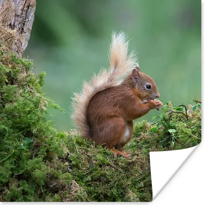 Produktbild von MuchoWow® Poster Waldtier - Eichhörnchen - Moos 75x75 cm - Wand Dekoration