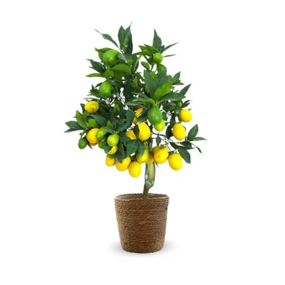 Image de Limequat avec panier en jonc de mer - agrume méditerranéen - arbre fruitier - ↕ 75-85 cm - ⌀ 25 cm