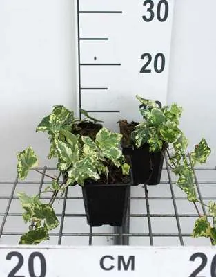 Produktbild von 12 x Hedera helix 'Yellow Ripple' - Gelbgewellter Efeu - Topf 9 cm x 9 cm