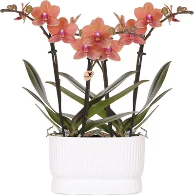 Produktbild von Orchideen-Set Diabolo Twin White – 2x orange Bolzano Orchidee Ø9cm – weißer Doppel-Übertopf – Farbverlauf Orange bis Rosa – üppig blühendes Arrangement für Tisch & Fensterbank
