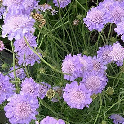 Immagine prodotto di 6 x Scabiosa columbaria  - Scabiosa columbaria 'Butterfly Blue'  | Vaso 9 cm x 9 cm