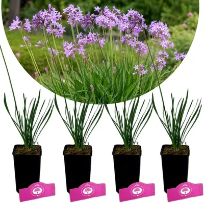 Produktbild von Set mit 4 Tulbaghia violacea – Bärlauch – Essbare Staude – 9 cm Topf