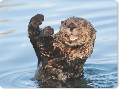 Produktbild von MuchoWow® Mauspad Mousepad Otter im Wasser 23x19 cm - Mousepads - Maus Mat - Pad - Mausunterlage - Schreibtischunterlage - Mauspad