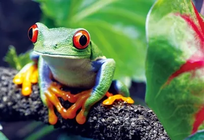 Produktbild von 3 D Ansichtskarte Frosch, Postkarte Wackelkarte Hologrammkarte Tiere Tier Frösche