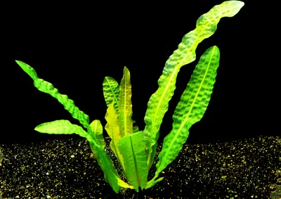Produktbild von Genoppte Wasserähre (Aponogeton Boivinianus)