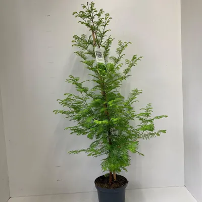 Immagine prodotto di Metasequoia glyptostroboides - Metasequoia gigante | 100-110 cm in vaso