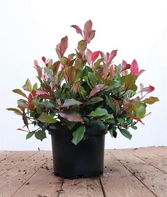 Produktbild von Photinia fraseri 'Little Red Robin', Glanzmispel, rot, 40–60 cm