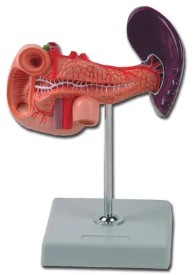 Anatomisches Modell: Bauchspeicheldrüse, Zwölffingerdarm, Milz, 1 St.