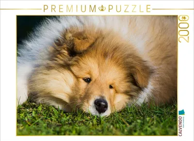 Produktbild von CALVENDO Puzzle Ein entzückendes Colliekind | 2000 Teile Lege-Größe 90x67cm Foto-Puzzle für glückliche Stunden
