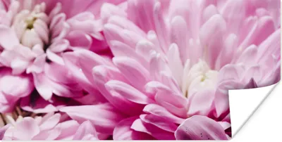 Produktbild von MuchoWow® Poster Blumen - Rosa - Natur 40x20 cm - Poster für die Wand - Poster Schlafzimmer