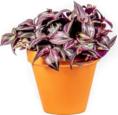 Obrázek produktu pro Gardners Tradescantia zebrina PURPLE, průměr 6-7,5 cm