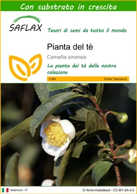 Immagine prodotto di SAFLAX  - Pianta del tè - 6 semi - Con substrato - Camellia
