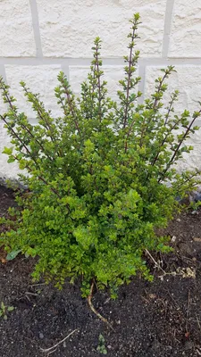 Image de Lonicera nitida / Chèvrefeuille arbustif