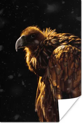 Produktbild von MuchoWow® Poster Geier - Vogel - Raubvogel 20x30 cm - Papierdruck