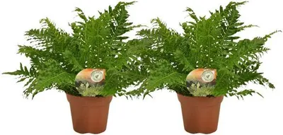 Zdjęcie produktu dla Blechnum Silver Lady - paproc drzewiasta karlowata - 2 rosliny doniczkowe