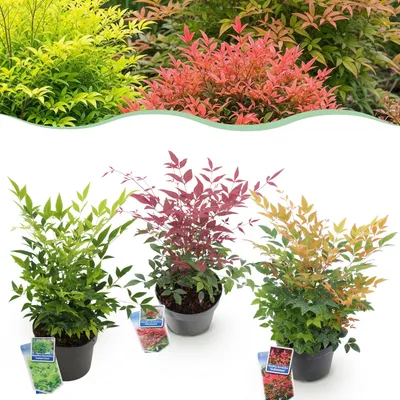 Image de Green boutiQ - Plante de jardin - Nandina Tricolour - Jaune, rouge et orange - 3 plants - À feuillage persistant - Peu d'entretien - Pot de 17 cm, hauteur 45 cm