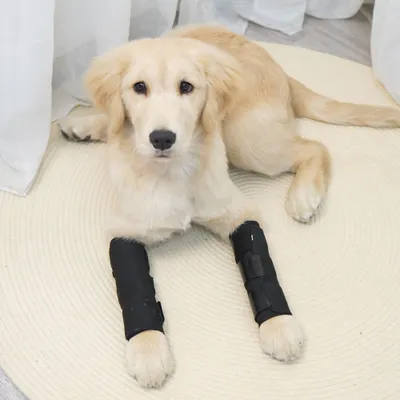 Immagine prodotto di INF Protettore articolare per animali domestici JT2 - Nero per supporto canino S