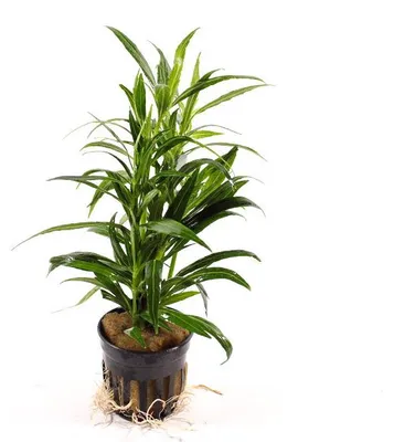 Productafbeelding van Aquaflora Hygrophila Salicifolia | In Bos met Loodje
