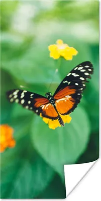Produktbild von MuchoWow® Poster Schmetterling auf Blume 60x120 cm - Wandschmuck