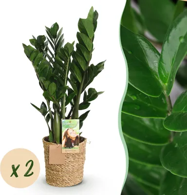 Imagen del producto de Zamioculcas - ZZ-plant - Bajo mantenimiento - con cesta - Verde - 2 Plantas - 65-75cm - Ø17cm - Planta de interior - Hojas perennes