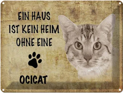 Produktbild von vianmo Blechschild 30x40 cm Ocicat Katze ohne kein Heim