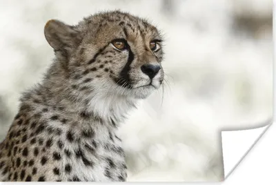 Produktbild von MuchoWow® Poster Junger Gepard im Schnee 120x80 cm - Bilder