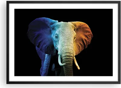 Produktbild von Gerahmtes Poster - Schwarzer Rahmen - Bunt Elefant Fotografie - 70x50 cm - Wand Bild - Wanddeko - Wandbilder - Kunstposter - Wandposter - Bilderrahmen - Bilder - Kunstdruck - P2BAA70x50-4768
