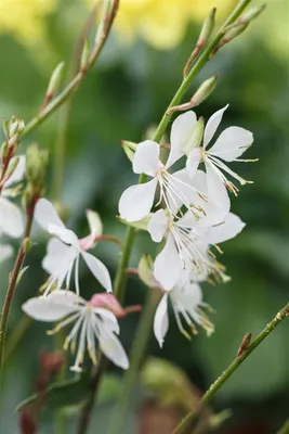 Produktbild von Gaura lindheimeri 'Gambit White', Prachtkerze, weiß, 2-3 Liter Container