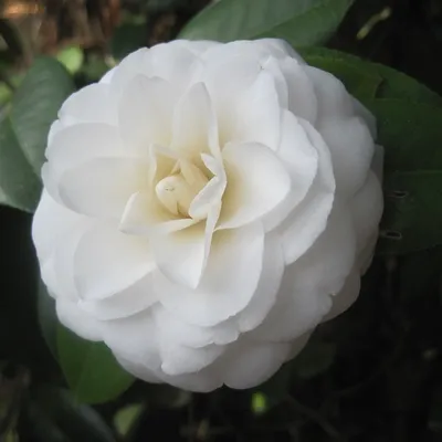 Obrázok produktu pre Kamélie – Camellia japonica | 40-50 cm (vo výsadbovom kontajneri)
