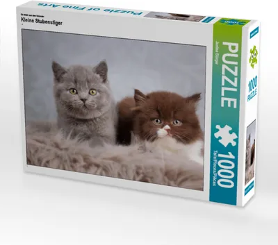 Produktbild von CALVENDO Puzzle Ein Motiv aus dem Kalender Kleine Stubenstiger | 1000 Teile Lege-Größe 64x48cm Foto-Puzzle für glückliche Stunden