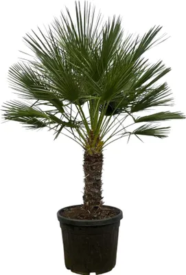 Obrázek produktu pro Trendyplants - Chamaerops Humilis jednodruhová - Trpasličí palma - Zahradní rostlina - Výška 170-190 cm - Velikost květináče Ø45cm