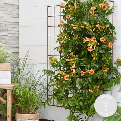 Produktbild von Campsis Radicans Galen, Trompetenblume, Orange, 50-70 cm, Topf 15 cm