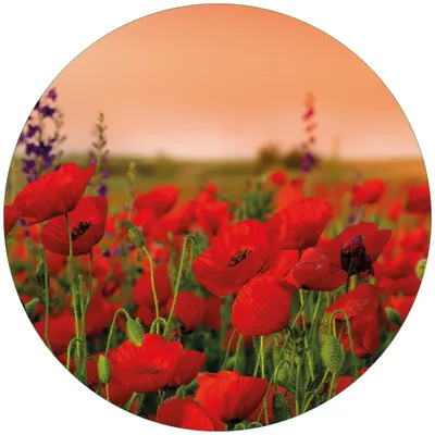 Produktbild von Wallario Premium Glasbild, freischwebende Optik, kräftige Farben, rund 50cm Durchmesser, Motiv Mohnblumen auf dem Feld