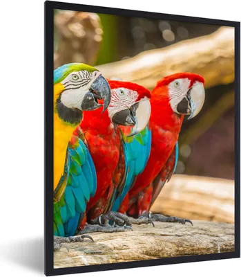 Produktbild von MuchoWow® Gerahmtes Poster Vögel - Papagei - Tropisch - Natur 60x80 cm - Poster mit Schwarzem Bilderrahmen Wandposter Rahmen Foto Bilder - Premium - Wanddeko Wohnzimmer