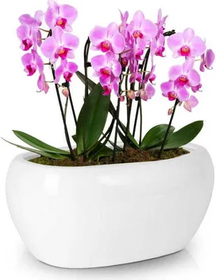 Produktbild von Ovaler Keramik-Blumentopf weiß 27 cm Piano