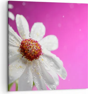Produktbild von Bild auf Leinwand - Leinwandbild - Blume frühling garten - 50x50cm - Wand Bild - Wanddeko - Leinwanddruck - Bilder - Kunstdruck - Wanddekoration - Leinwand bilder - Wandkunst - AC50x50-2469
