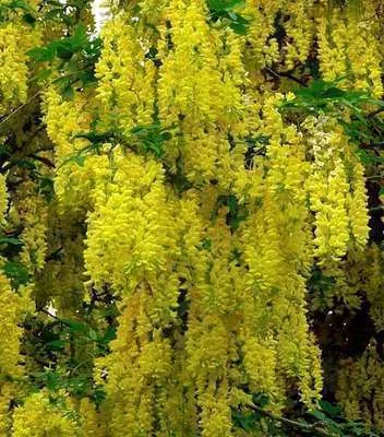 Image de Laburnum wat. 'Vossii' - Plume d'or noble 40- 60 cm - conteneur