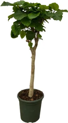 Produktbild von Famanu Ficus Umbellata auf Stamm - 130 cm - Ø33 cm