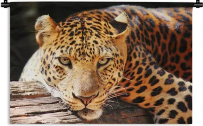 Produktbild von MuchoWow® Wandteppich Wandbehang Panther - Baum - Natur 120x80 cm Tapisserie Dekoration Wandtuch - Wanddekorationen - Wandtücher
