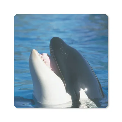 Produktbild von MuchoWow® Mauspad Mousepad Orca nahe der Wasseroberfläche 20x20 cm - Mousepads - Maus Mat - Pad - Mausunterlage - Desk Mat - Bureauartikeln