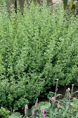 Produktbild von Calamintha nepeta 'White Cloud', Bergminze, weiß, ca. 9x9 cm Topf
