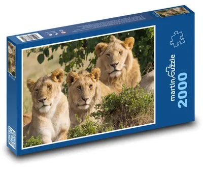 Obrázek produktu pro martinpuzzle - Puzzle 2000 - Lev - zvíře