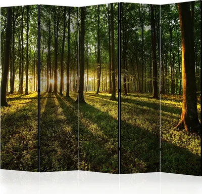 Produktbild von 5-teiliger Einseitiger Vlies Paravent - Morning in the Forest II 225x172 cm Landschaften c-B-0027-z-c