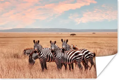 Produktbild von MuchoWow® Poster Zebras in freier Wildbahn 30x20 cm - Plakate - Print