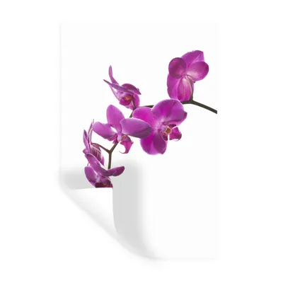 Produktbild von MuchoWow® Wandtattoo Wandsticker Wandaufkleber Orchidee vor weißem Hintergrund 80x120 cm Selbstklebend und Repositionierbar - Repositionierbar - Wasser abweisend