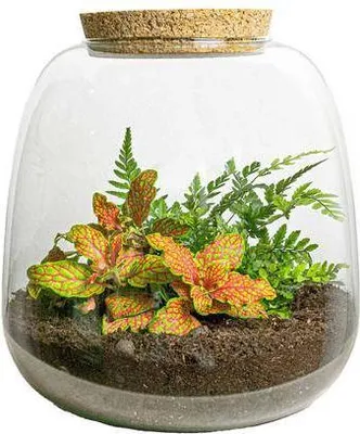 Obrázek produktu pro Zahrada v láhvi - Emma Mini - sada pro kutily - Ø20cm - Ø19cm - s Fittonia Ruby